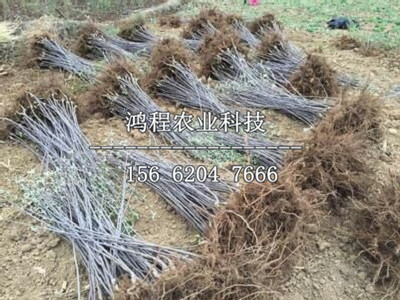 秦冠蘋果苗新品種