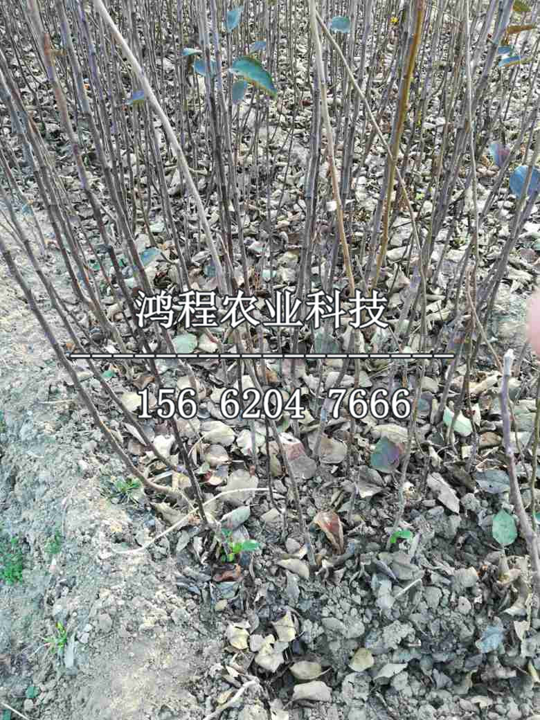 矮化夏紅蘋果苗新品種、矮化夏紅蘋果苗多少錢