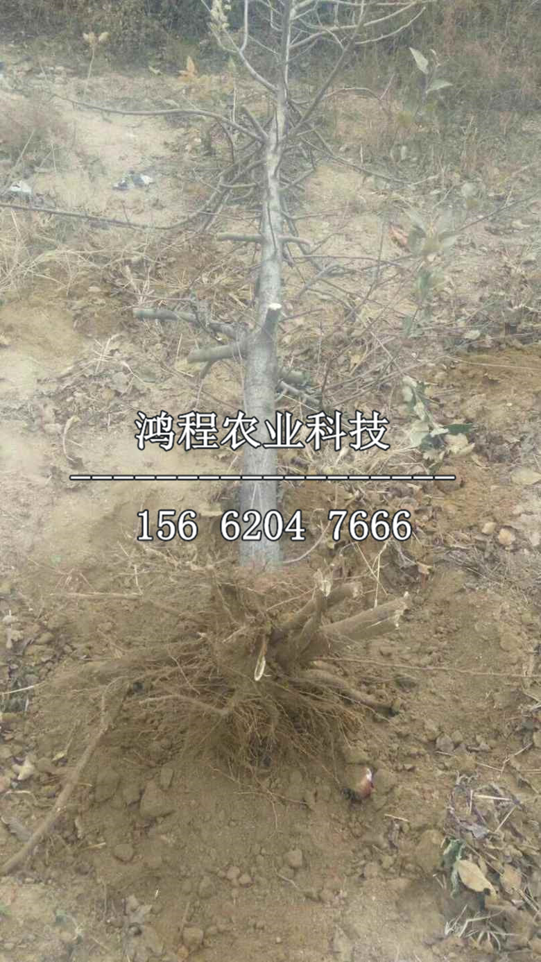 富藤蘋果苗