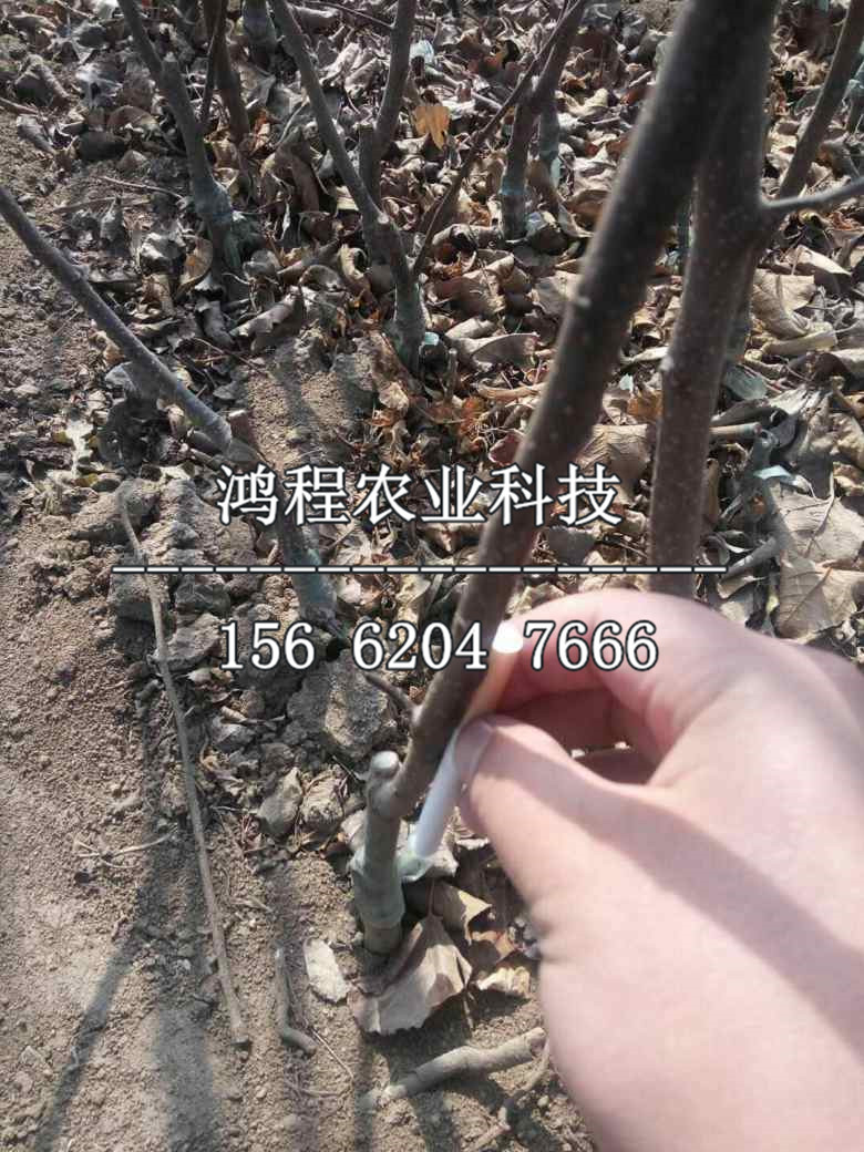 晨陽蘋果苗哪里購買
