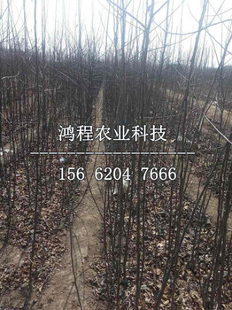 映雪紅蘋果苗價格、映雪紅蘋果苗價格多少錢