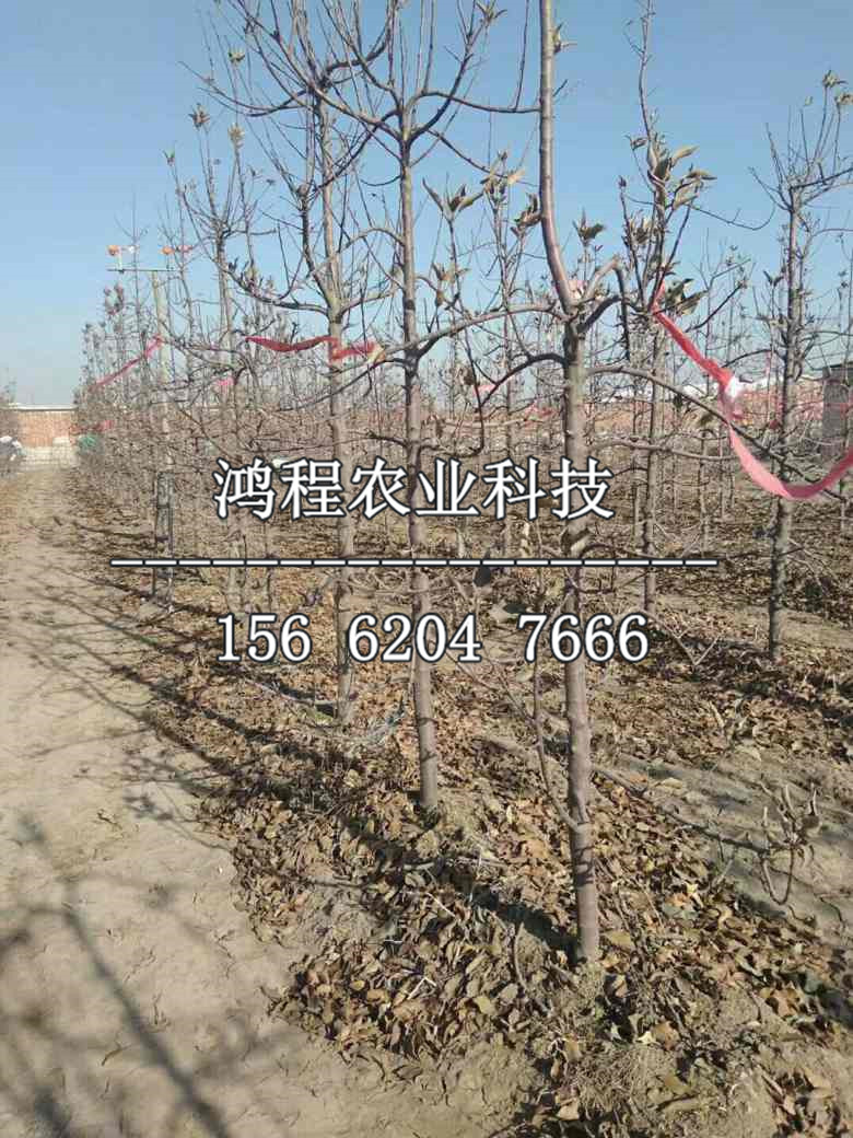 矮化煙富0號蘋果苗新品種、矮化煙富0號蘋果苗多少錢