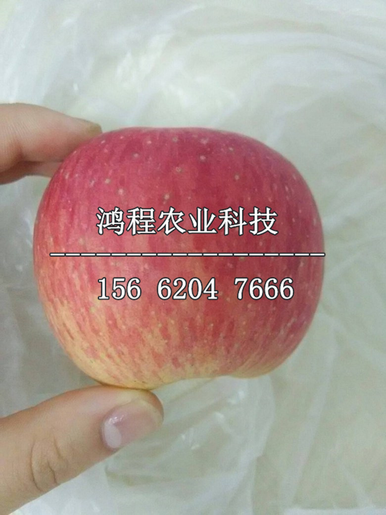 黑鉆蘋(píng)果苗批發(fā)、哪里批發(fā)黑鉆蘋(píng)果苗