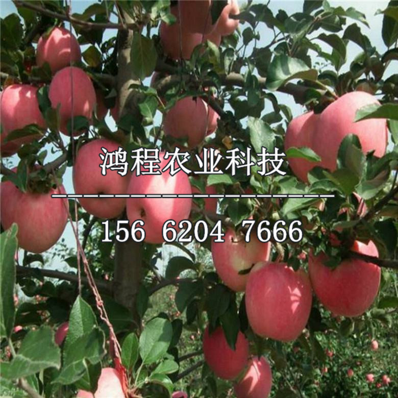 蜜脆蘋果苗哪里銷售、蜜脆蘋果苗哪里出售