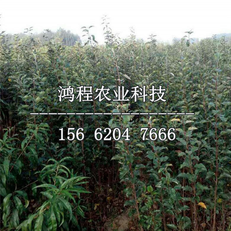 矮化紅心蘋果苗