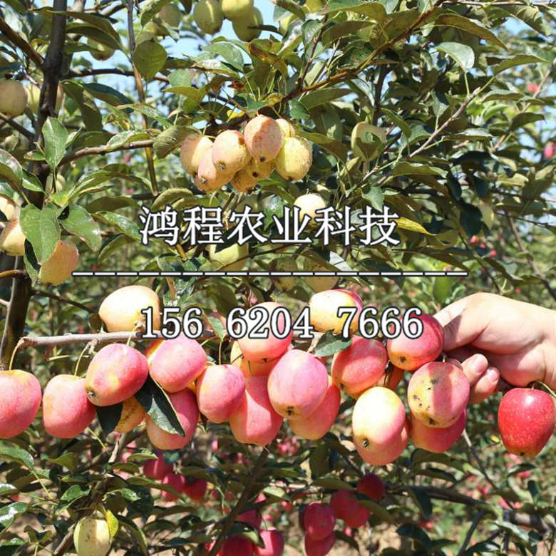紅玫瑰蘋果苗基地