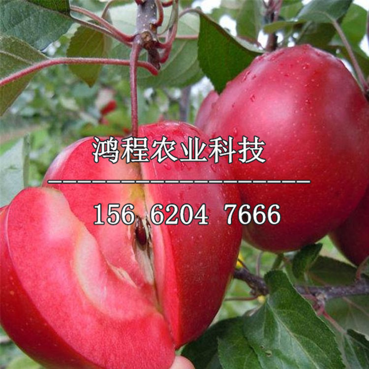 煙富6號蘋果苗批發(fā)