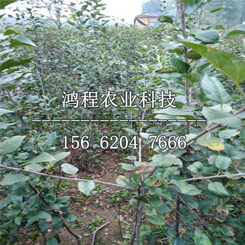 嫁接紅富士蘋果苗、嫁接紅富士蘋果樹苗多少錢
