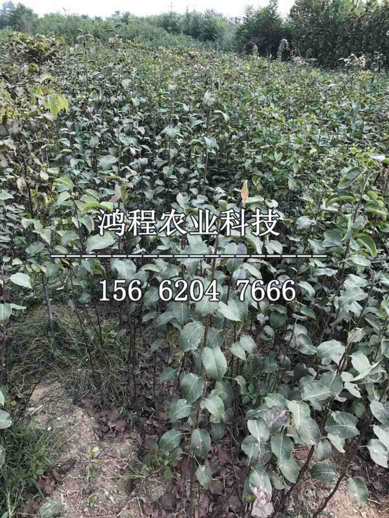 蘋果苗價格
