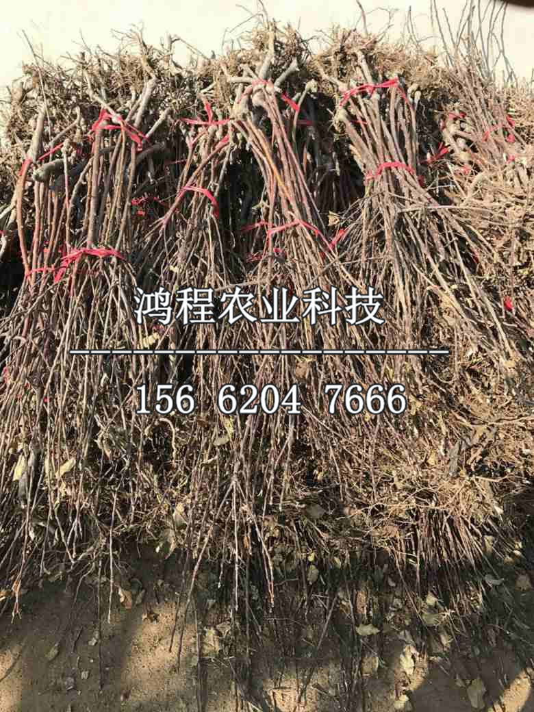 映雪紅蘋果苗多少錢一棵、映雪紅蘋果苗多少錢一株