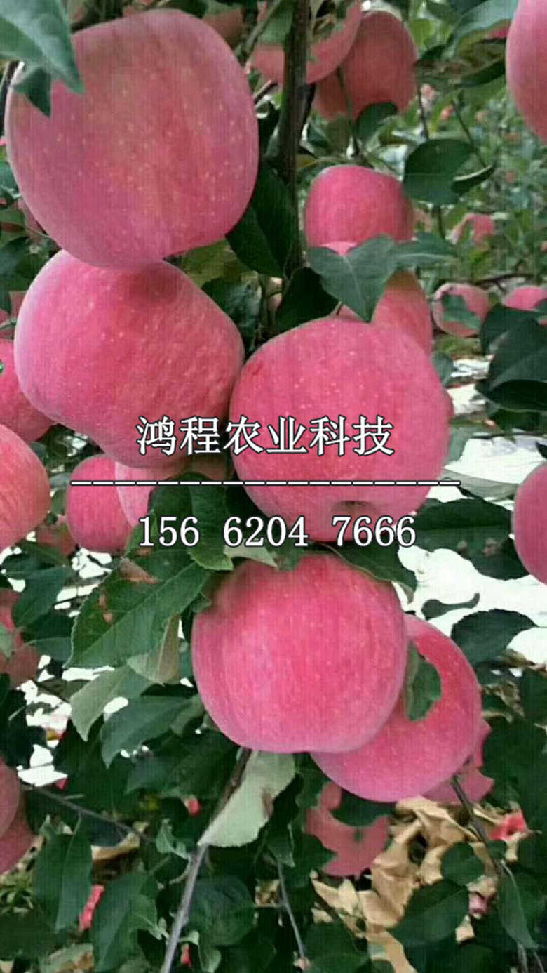 中秋王蘋果苗哪里銷售、中秋王蘋果苗哪里出售