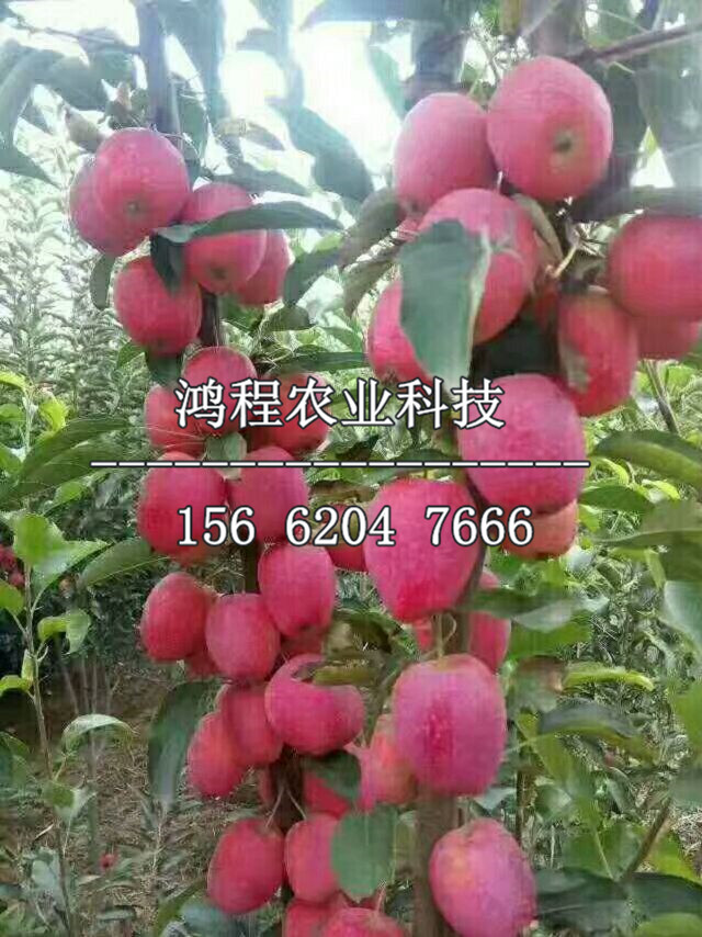 晨陽蘋果苗新品種