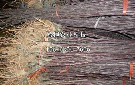 矮化煙富5號(hào)蘋果苗