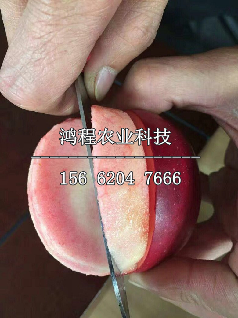 日本富士蘋果苗價(jià)格、日本富士蘋果苗多少錢一棵