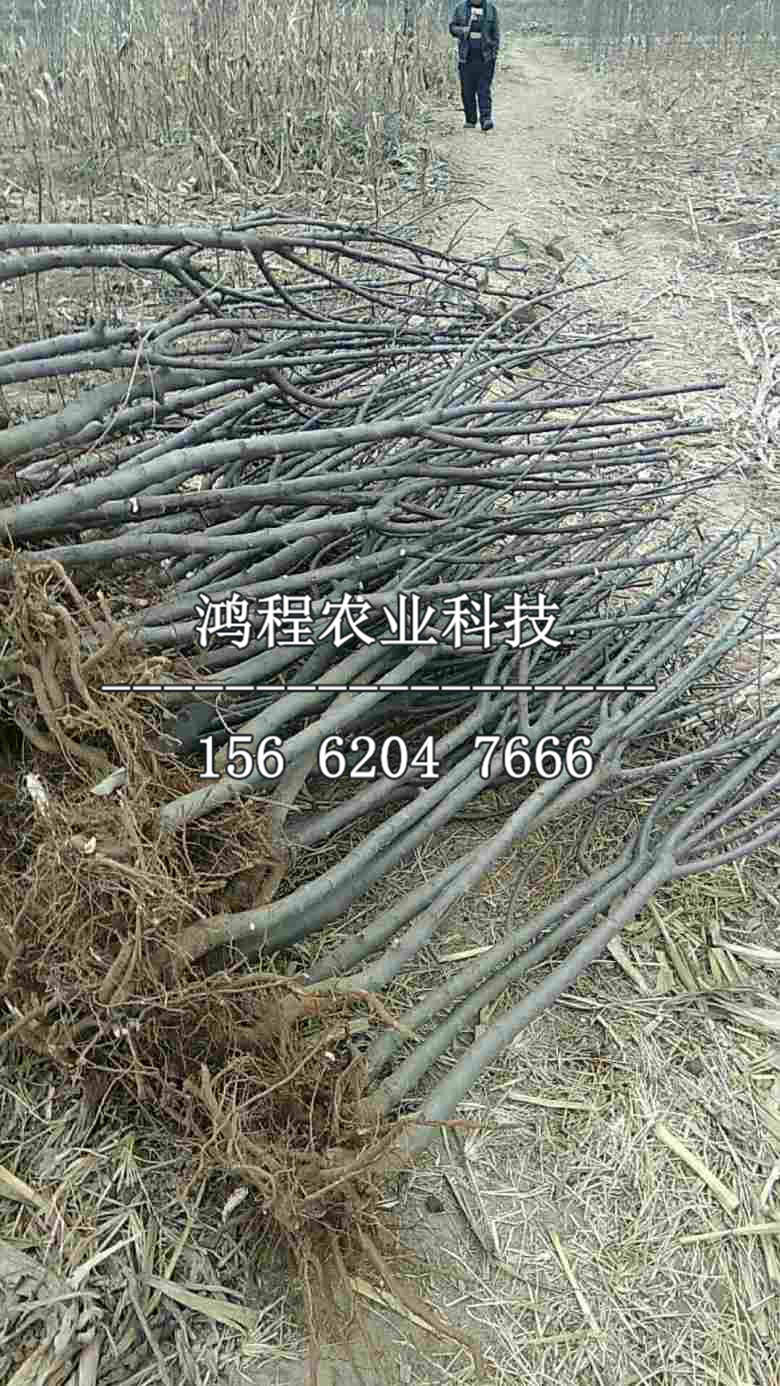 維納斯黃金果蘋果苗多少錢一棵、維納斯黃金果蘋果苗多少錢一株