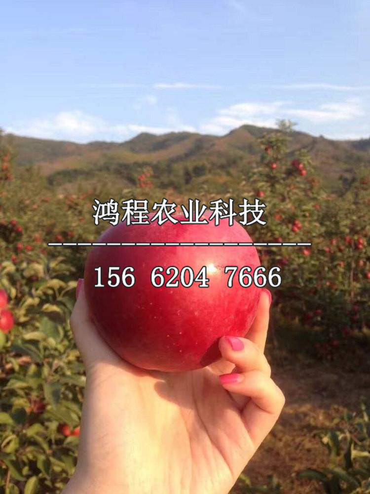M9T337蘋果苗批發(fā)