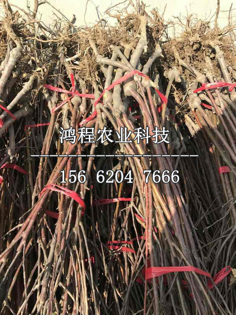 映雪紅蘋果苗批發(fā)、哪里批發(fā)映雪紅蘋果苗