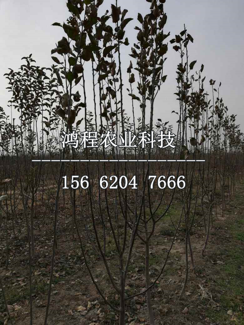 一年蘋果苗新品種