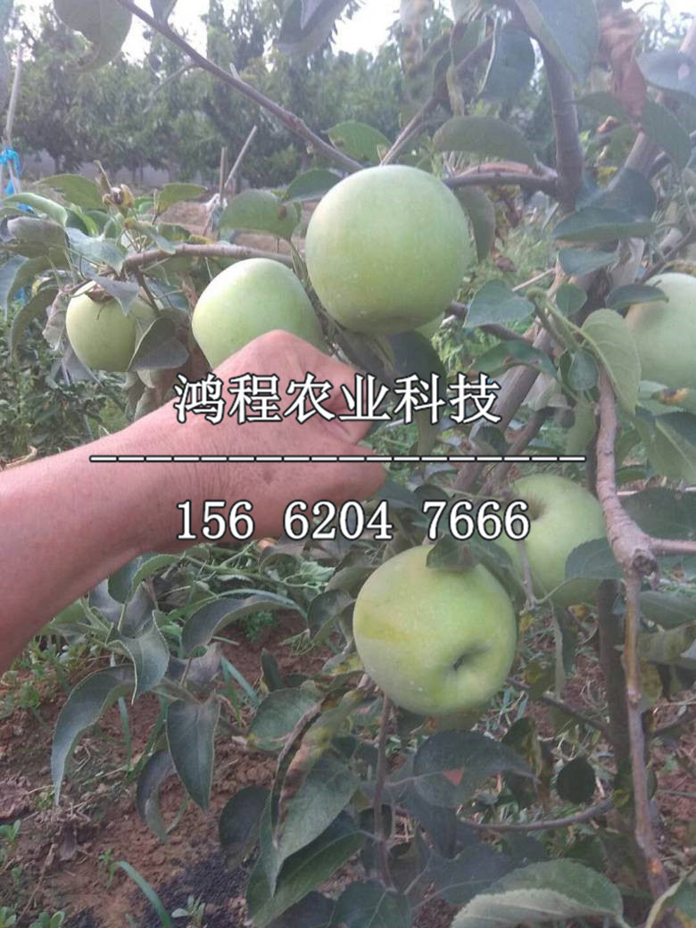 矮化蘋果苗什么價格、矮化蘋果苗什么價位