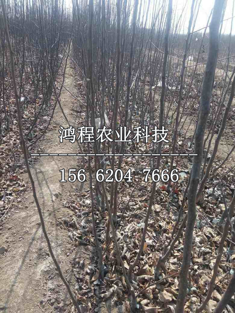 紅元帥蘋果苗新品種
