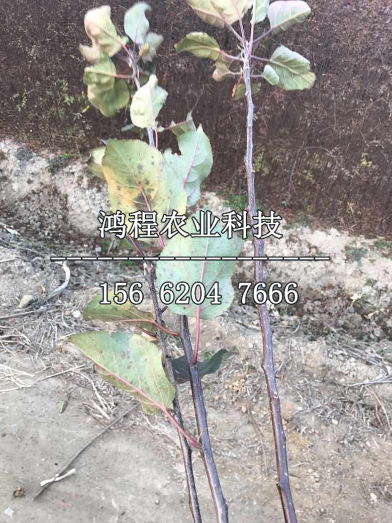 中秋王蘋果苗哪里銷售、中秋王蘋果苗哪里出售