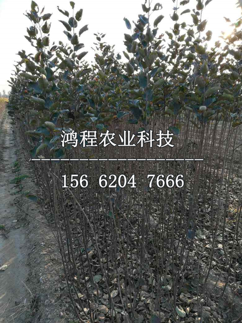 矮化蛇果蘋果苗