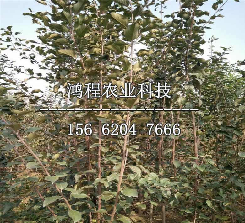 矮化蛇果蘋果苗