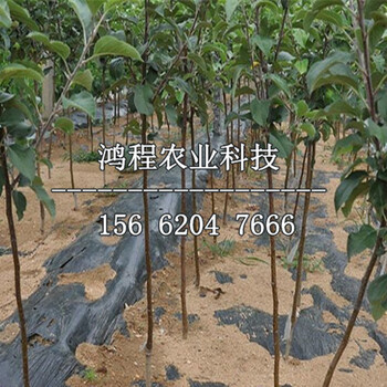 沙果蘋果苗什么價(jià)格、沙果蘋果苗什么價(jià)位