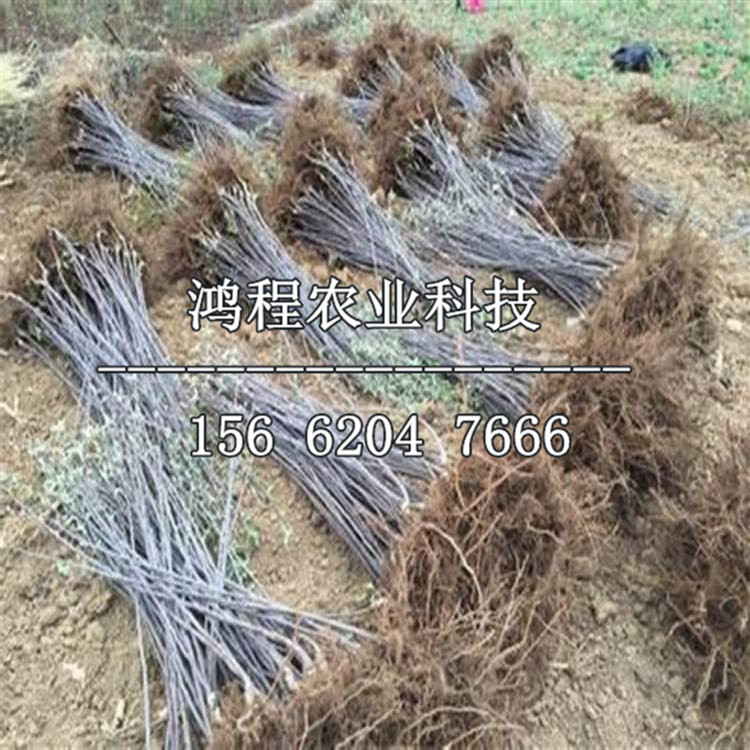 晨陽蘋果苗哪里購買