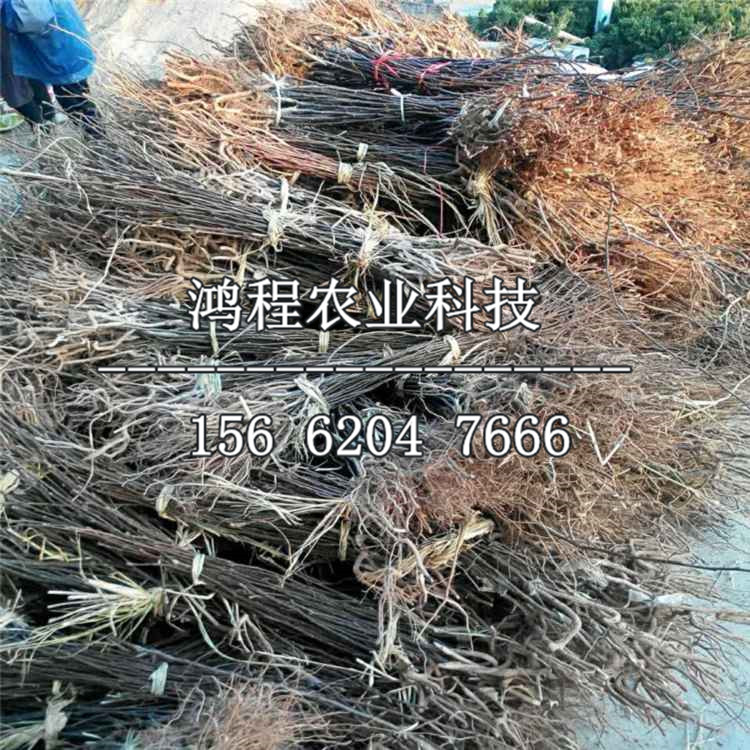 紅嘎啦蘋果苗基地