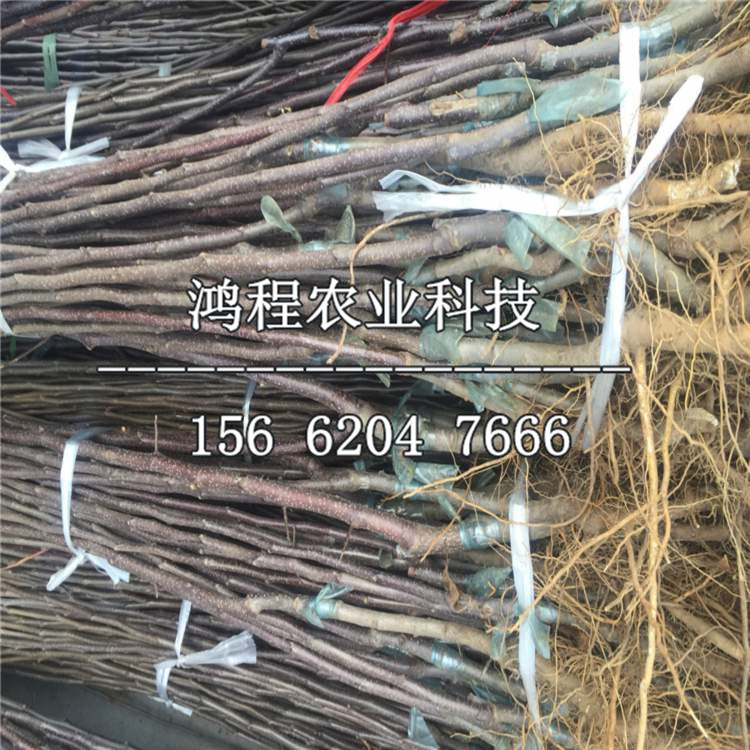 陸奧蘋果苗基地