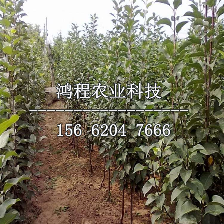 華珍蘋果苗價格及報價