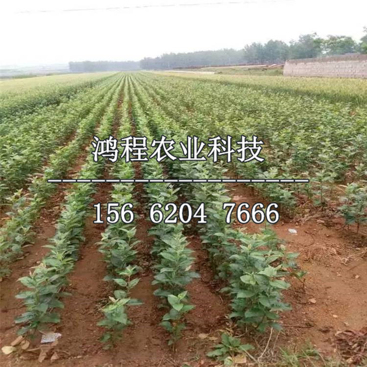 華紅蘋果苗價(jià)格、華紅蘋果苗價(jià)格多少錢
