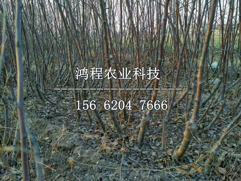 富藤蘋果苗新品種