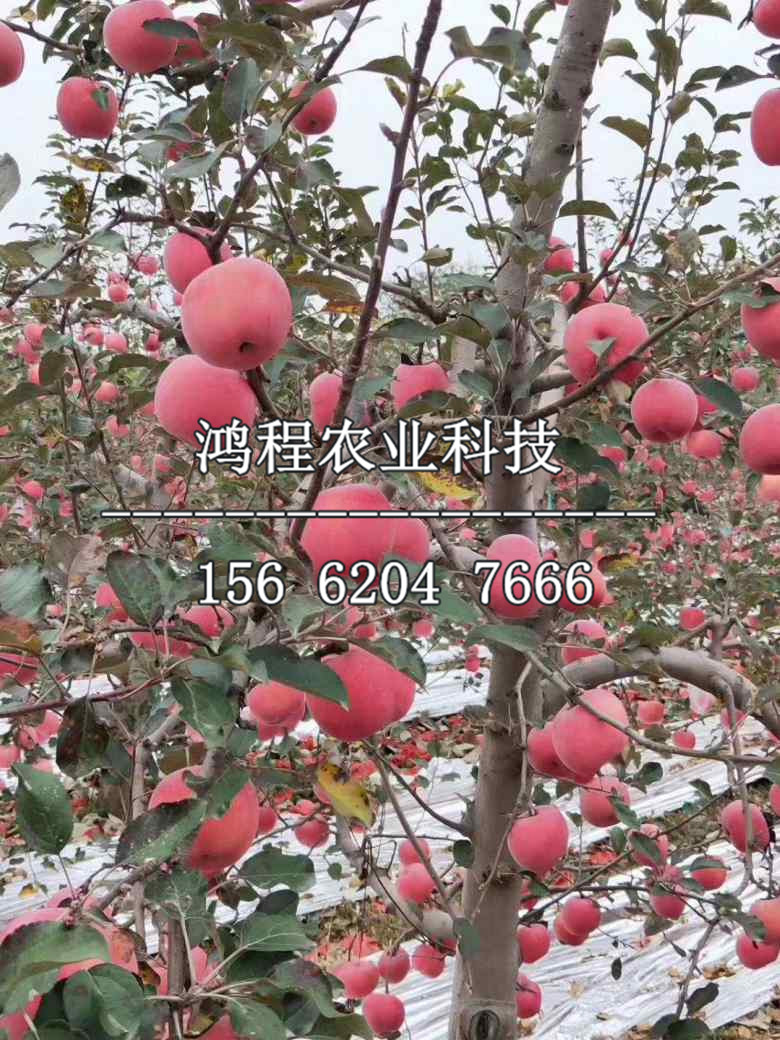 嫁接三年蘋果苗、嫁接三年蘋果樹苗多少錢
