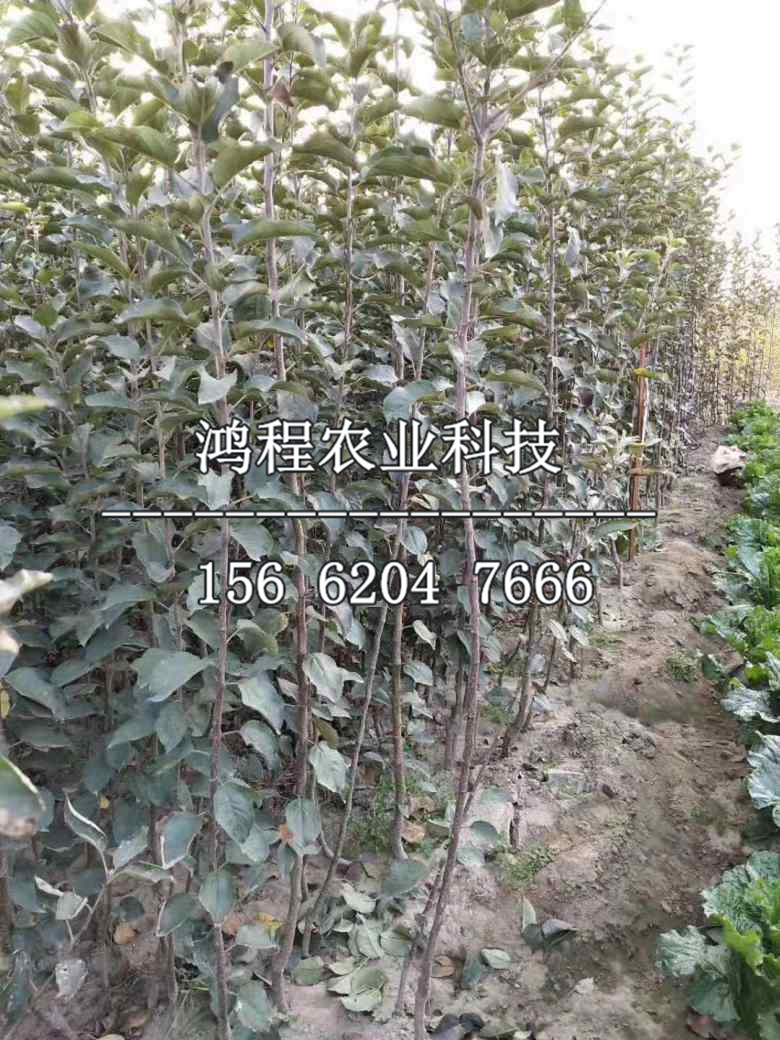 矮化煙富0號蘋果苗新品種、矮化煙富0號蘋果苗多少錢