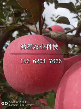 大紅榮蘋果苗報價、大紅榮蘋果苗報價多少錢