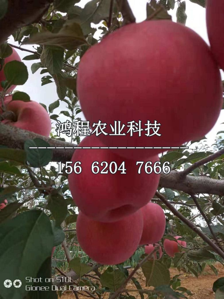 兩公分蘋果苗新品種