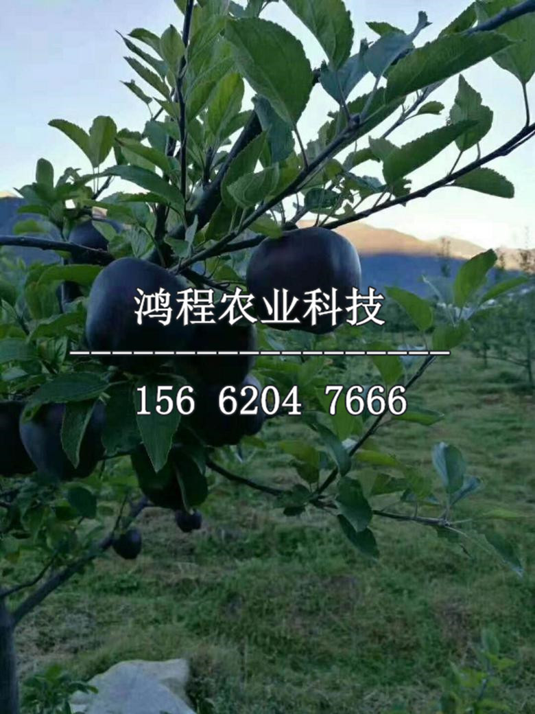 三年蘋(píng)果苗哪里銷售、三年蘋(píng)果苗哪里出售