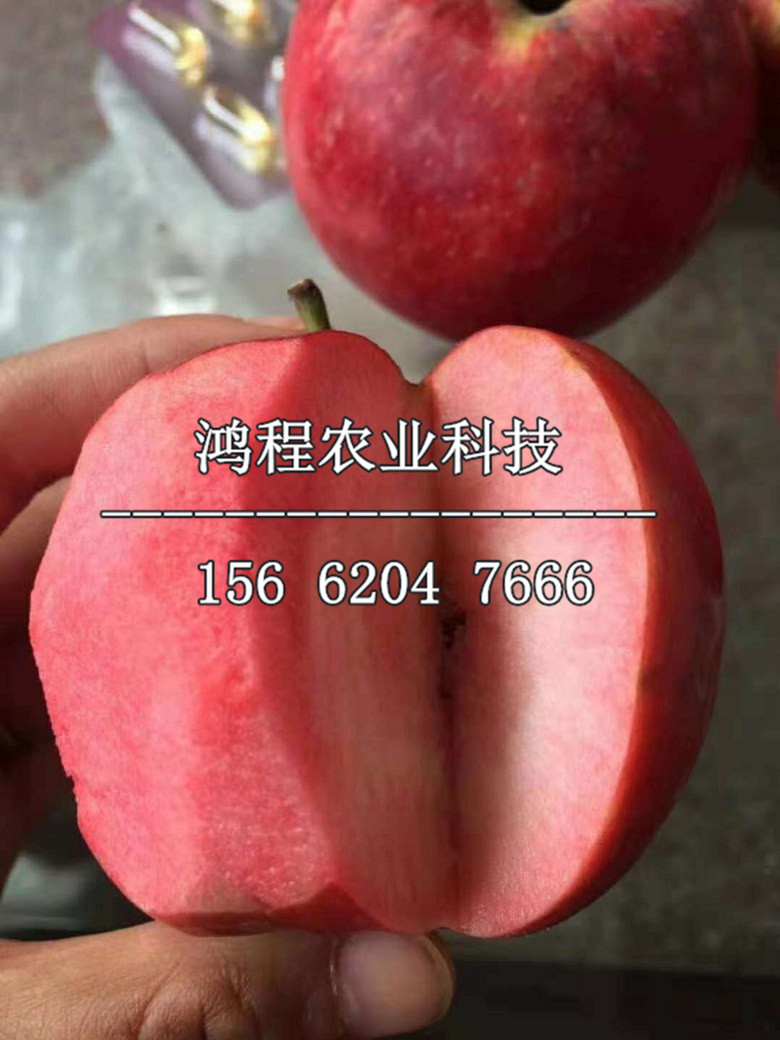 信濃甜蘋果苗新品種