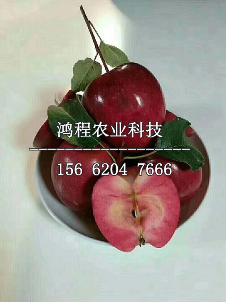 陽(yáng)光富士蘋(píng)果苗多少錢(qián)一棵