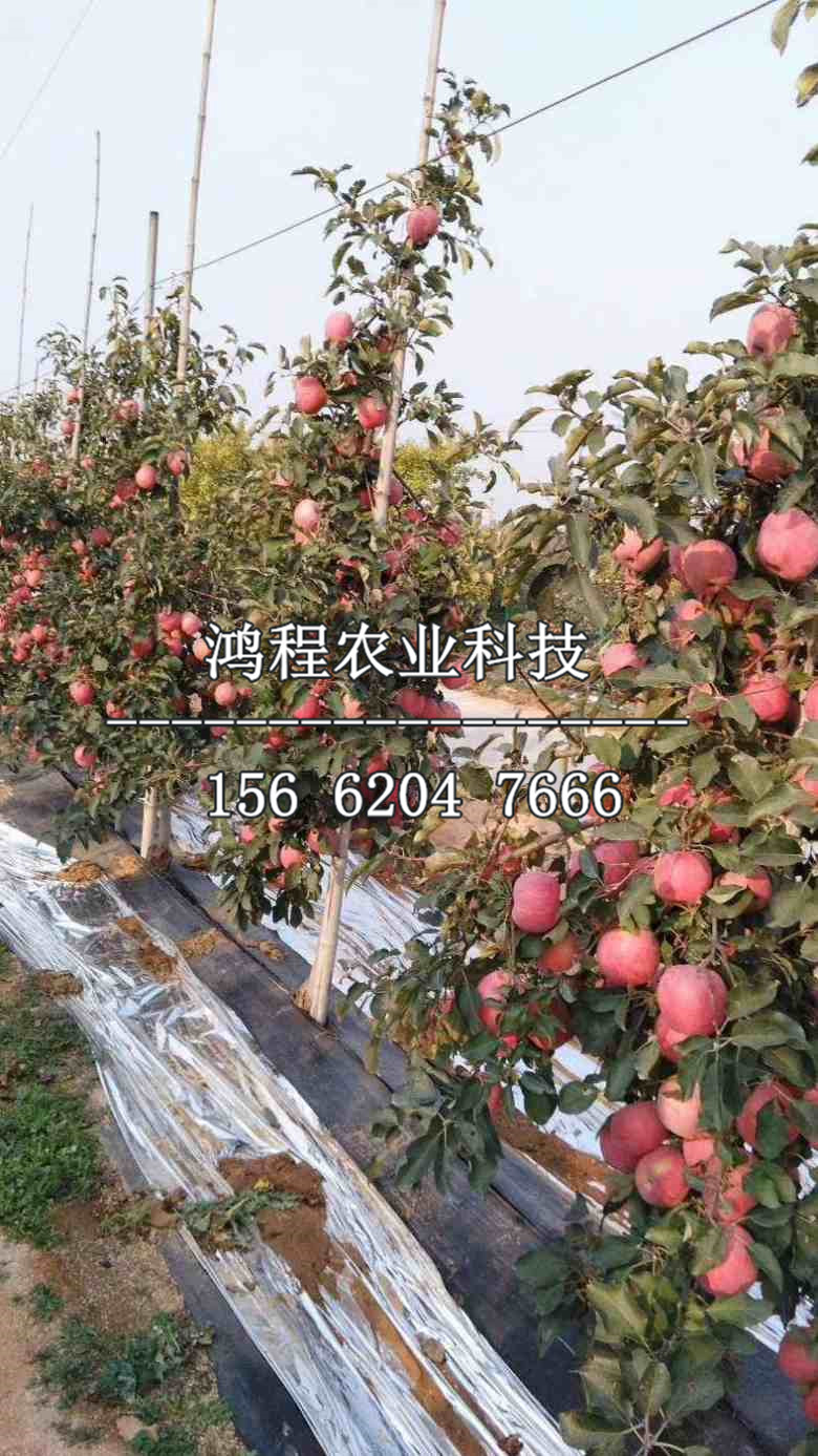 矮化早熟蘋果苗新品種、矮化早熟蘋果苗多少錢