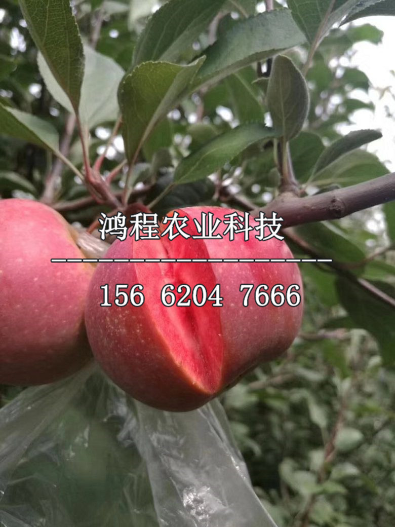 黑鉆蘋果苗價格