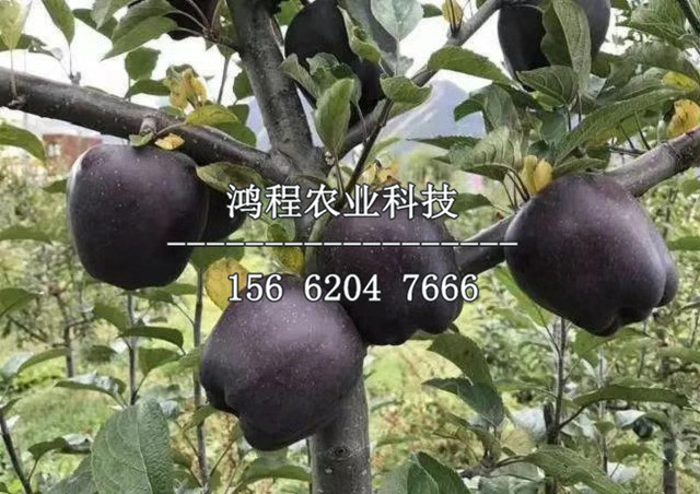 蛇果蘋果苗哪里銷售、蛇果蘋果苗哪里出售