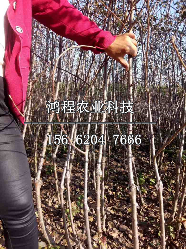 映雪紅蘋果苗哪里銷售、映雪紅蘋果苗哪里出售
