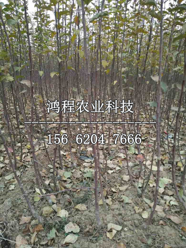 自根砧蘋果樹苗