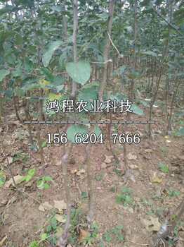 花牛蘋果苗價(jià)格、花牛蘋果苗價(jià)格多少錢