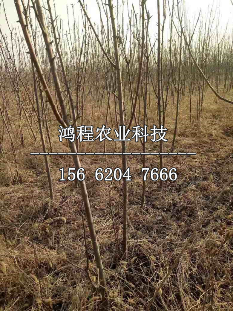 紅元帥蘋(píng)果苗基地