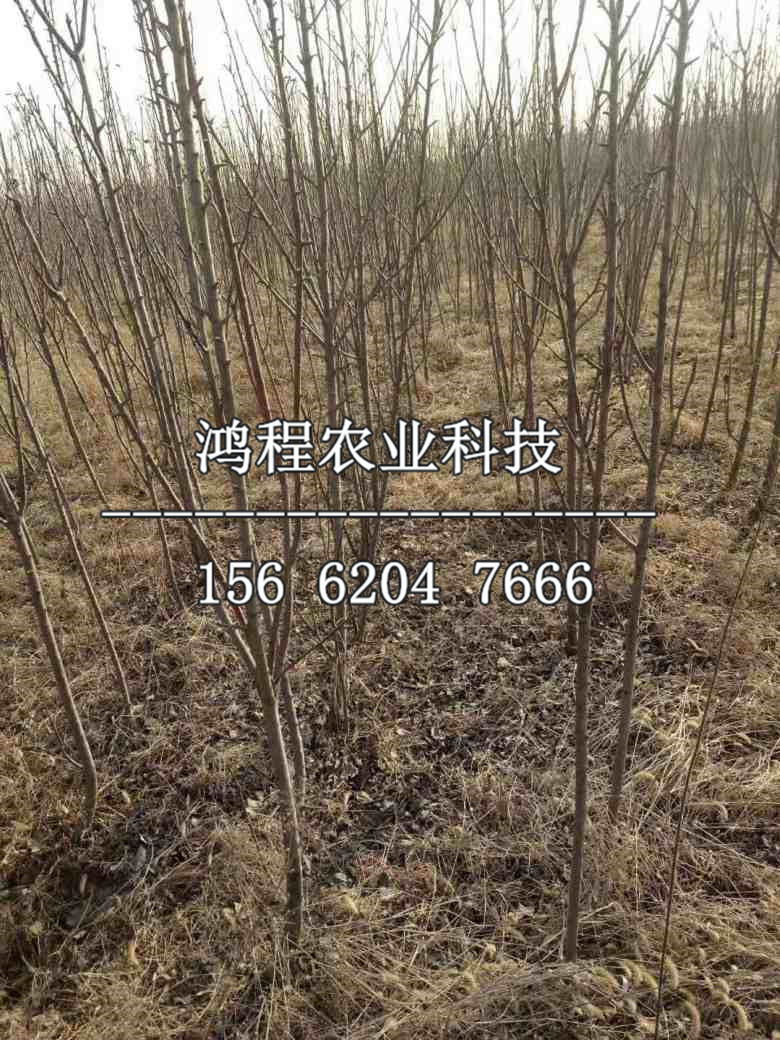 陸奧蘋果苗基地