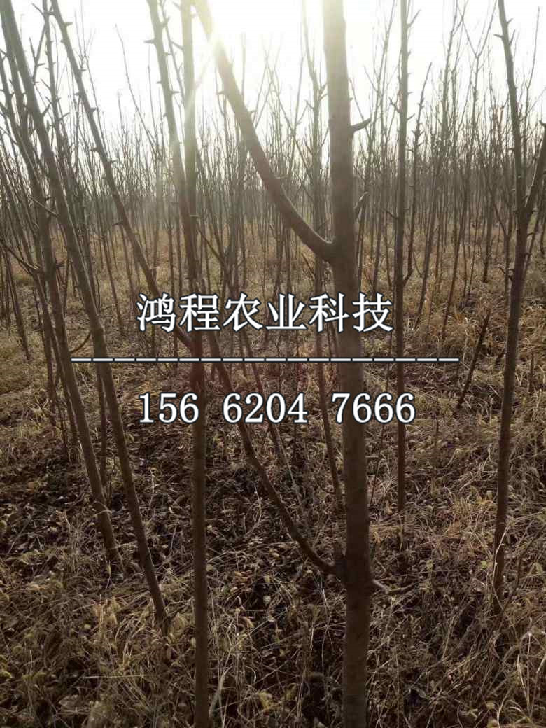 矮化兩公分蘋(píng)果苗